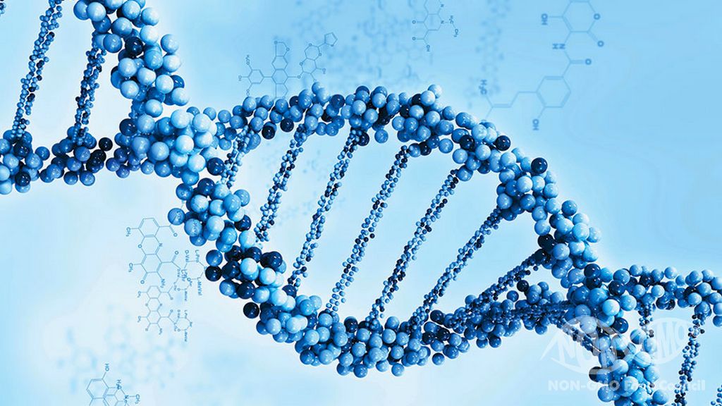 Beeinflusst GVO die menschliche DNA?