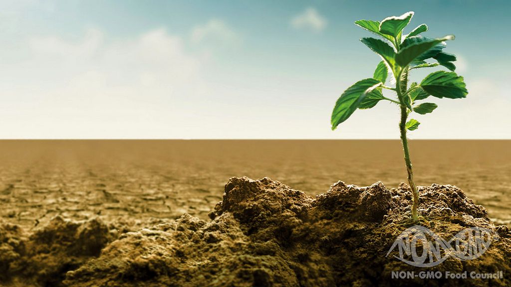 GVO-Produkte tragen zu Lösungen für Lebensmittelsicherheit, Nachhaltigkeit und Klimawandel bei