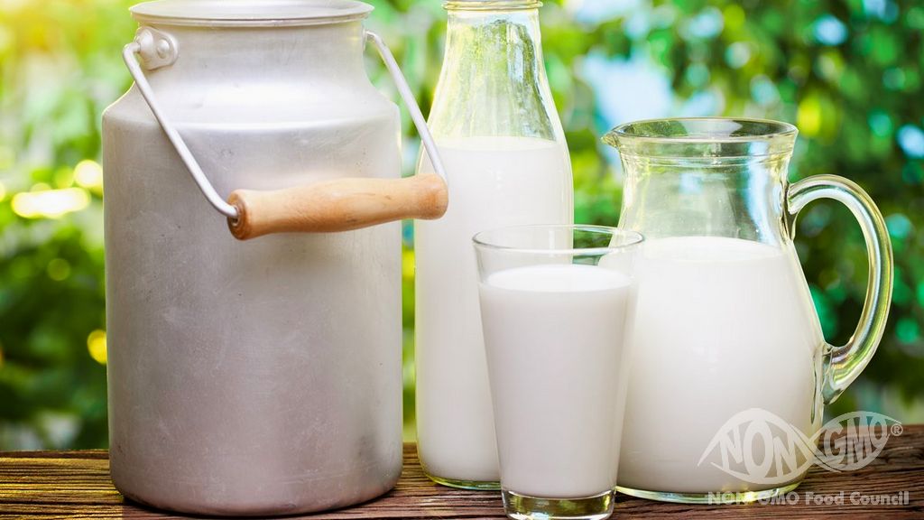Süt Ürünleri İçin NON GMO Belgesi