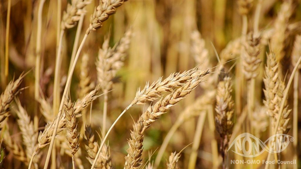 Tahıllar ve Un İçin NON GMO Belgesi